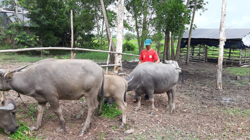 Anh Thi cham soc dan trau.jpg